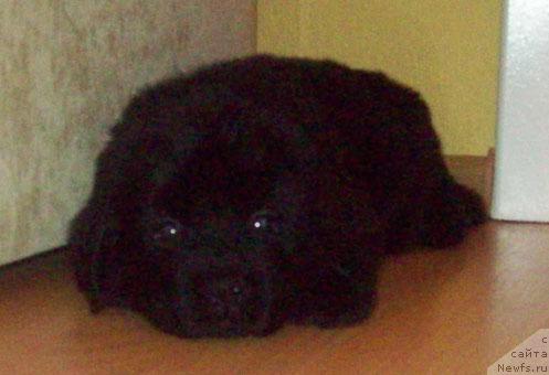 Фото: ньюфаундленд Ласковый Мишка