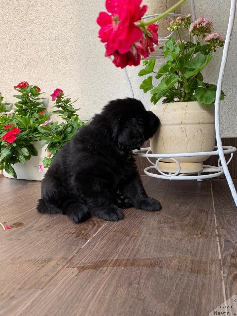 Фото: ньюфаундленд Ньюфорт Вивиан