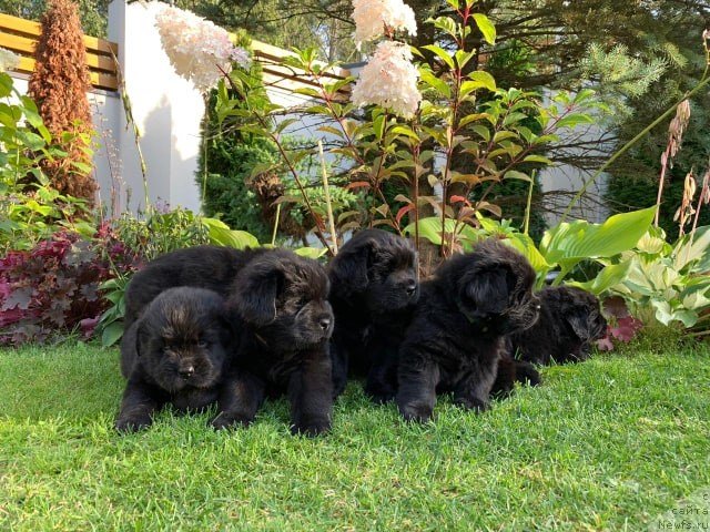 Фото: ньюфаундленд Ньюфорт Вивиан