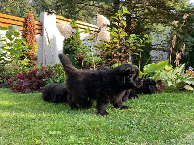 Фото: ньюфаундленд Ньюфорт Вивиан