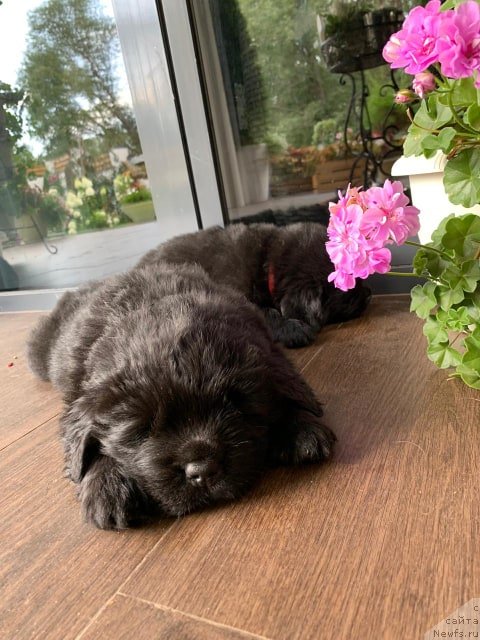 Фото: ньюфаундленд Ньюфорт Вивиан