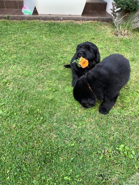 Фото: ньюфаундленд Ньюфорт Вивиан