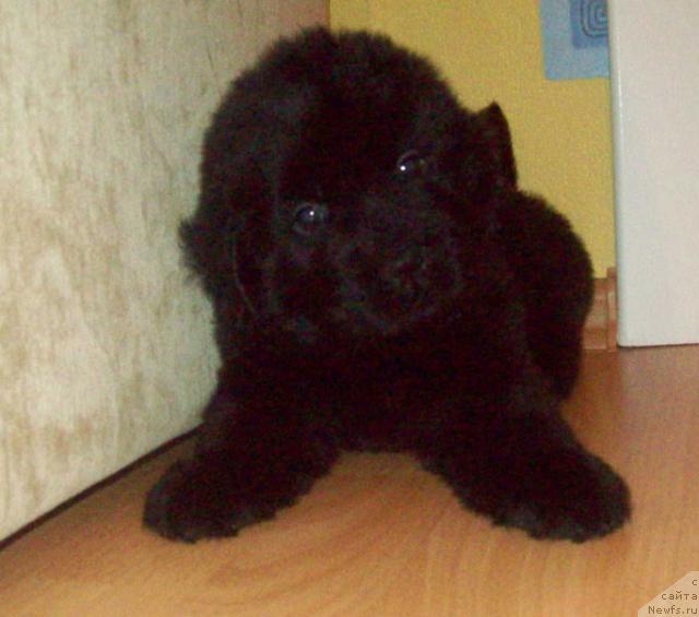 Фото: ньюфаундленд Ласковый Мишка