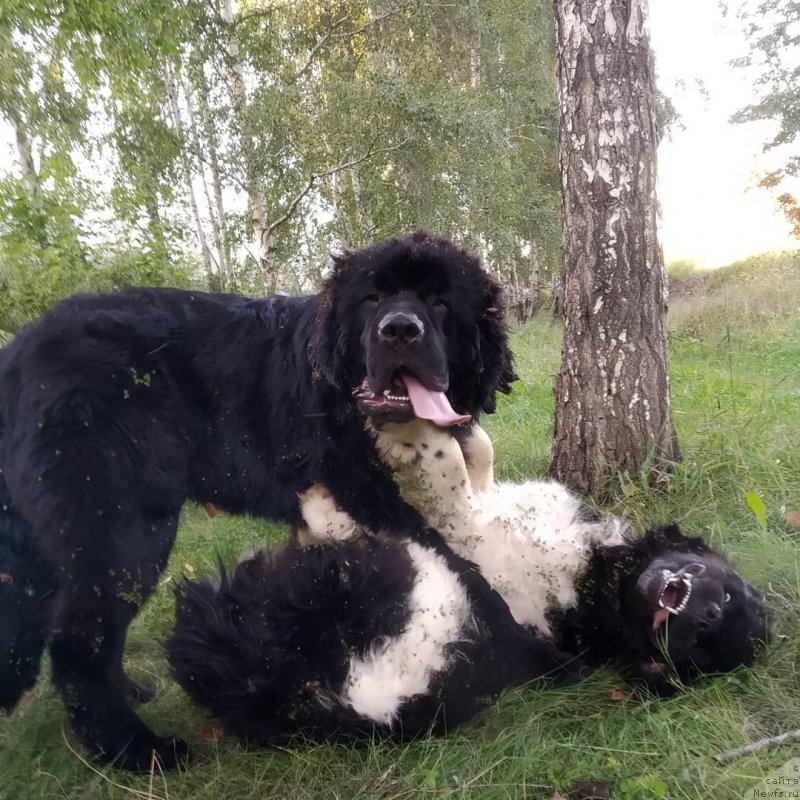 Фото: ньюфаундленд Супер Премиум Бурбон (Super Premium Burbon), ньюфаундленд Яхонт Хан из Медвежьего Яра