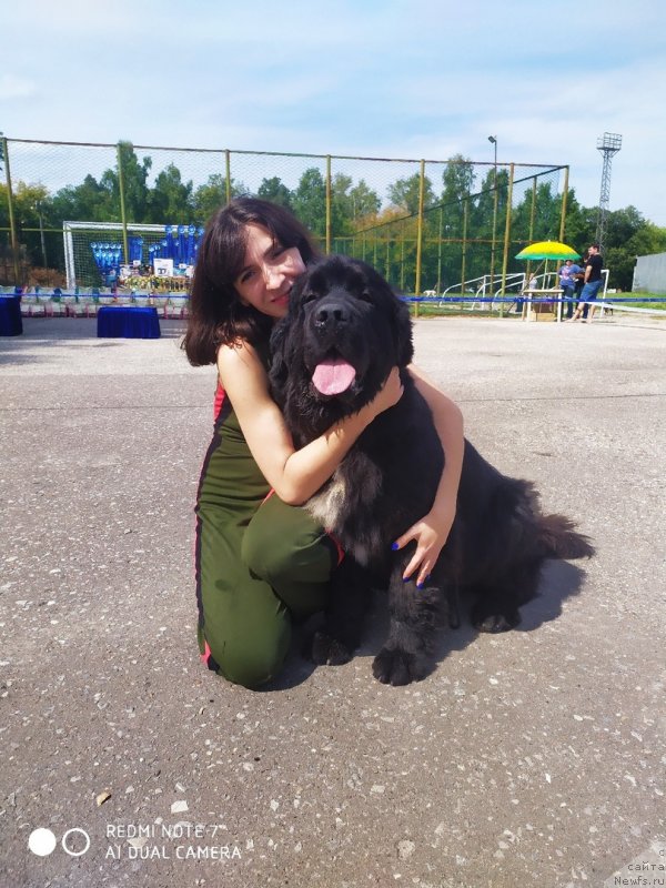 Фото: ньюфаундленд Белкондер-Клаб Мадам де Помпадур, Мария Ермачкова