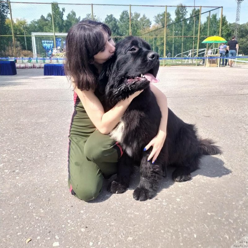Фото: ньюфаундленд Белкондер-Клаб Мадам де Помпадур, Мария Ермачкова