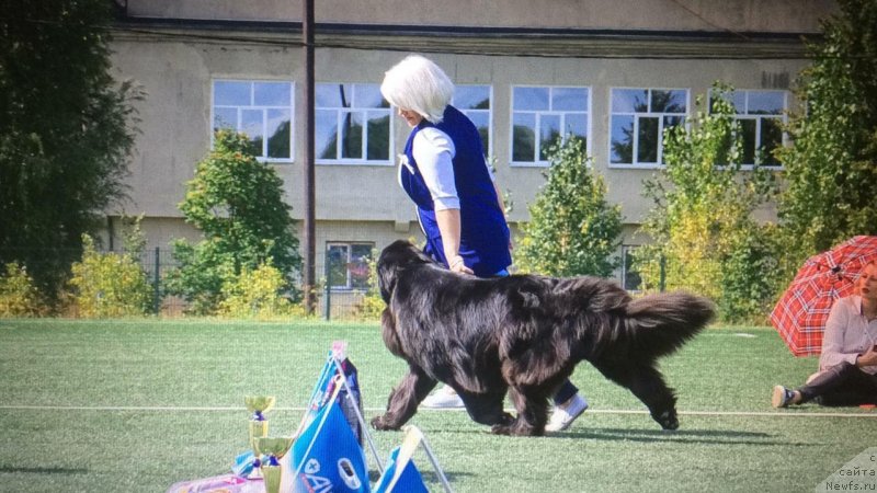 Фото: ньюфаундленд Ньюфорт Карамель для Стражей Татарстана (Njufort Karamel Dlya Strazhey Tatarstana)