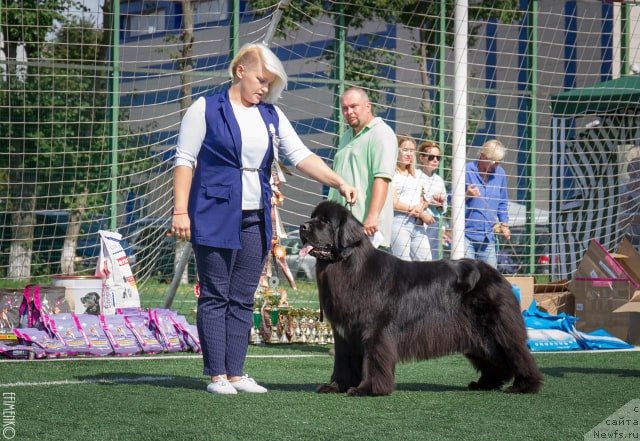 Фото: ньюфаундленд Ньюфорт Карамель для Стражей Татарстана (Njufort Karamel Dlya Strazhey Tatarstana)