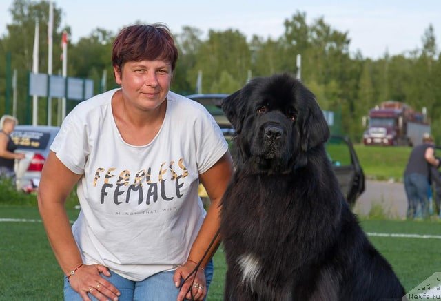 Фото: ньюфаундленд Ньюфорт Карамель для Стражей Татарстана (Njufort Karamel Dlya Strazhey Tatarstana)