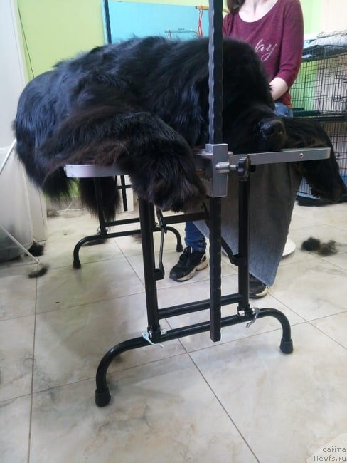 Фото: ньюфаундленд Вин Дизель для Ньюфорт