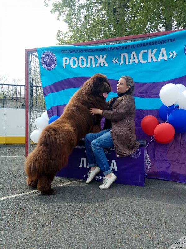 Фото: ньюфаундленд Ньюфорт Макларен (Njufort Maclaren)