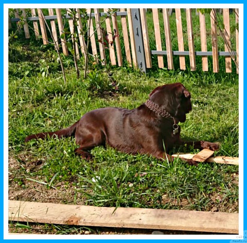 Фотография № 244589