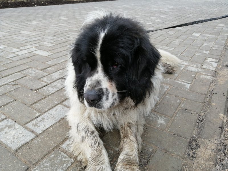 Фотография № 244597