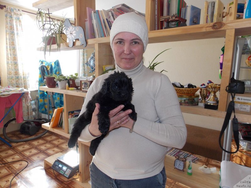 Фото: ньюфаундленд Лепесток Лилии