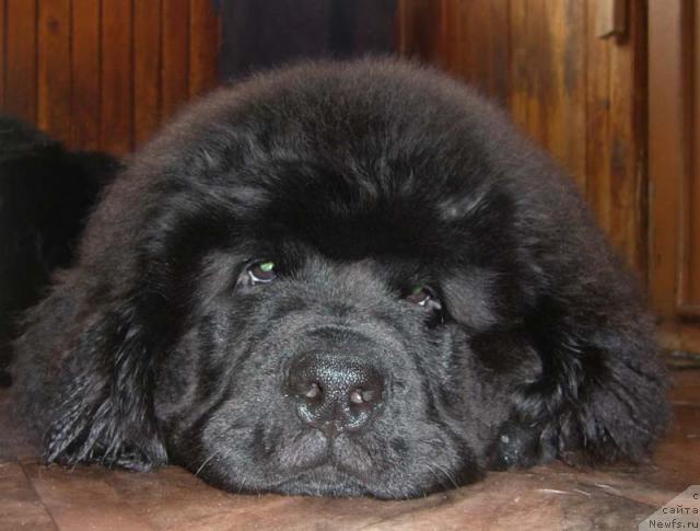 Фото: ньюфаундленд Супер Бизон Бэрримор