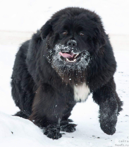 Фото: ньюфаундленд Кипер Соул Уитни Хьюстон