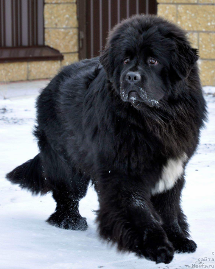 Фото: ньюфаундленд Кипер Соул Уитни Хьюстон