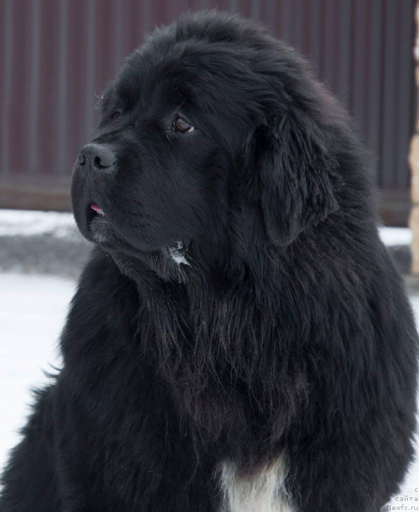 Фото: ньюфаундленд Кипер Соул Уитни Хьюстон