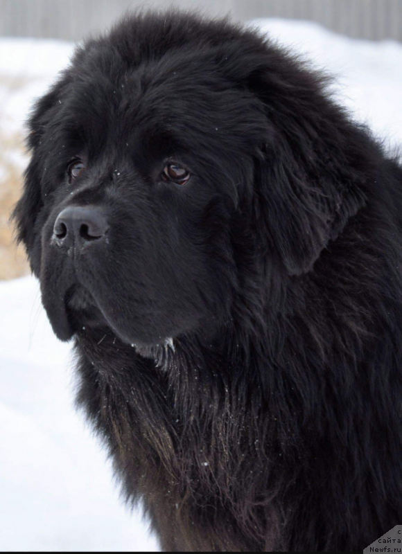 Фото: ньюфаундленд Кипер Соул Уитни Хьюстон