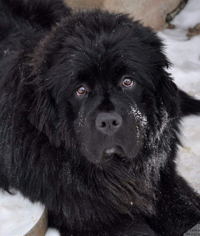 Фото: ньюфаундленд Кипер Соул Уитни Хьюстон
