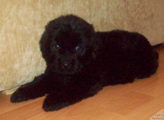 Фото: ньюфаундленд Лунная Красавица