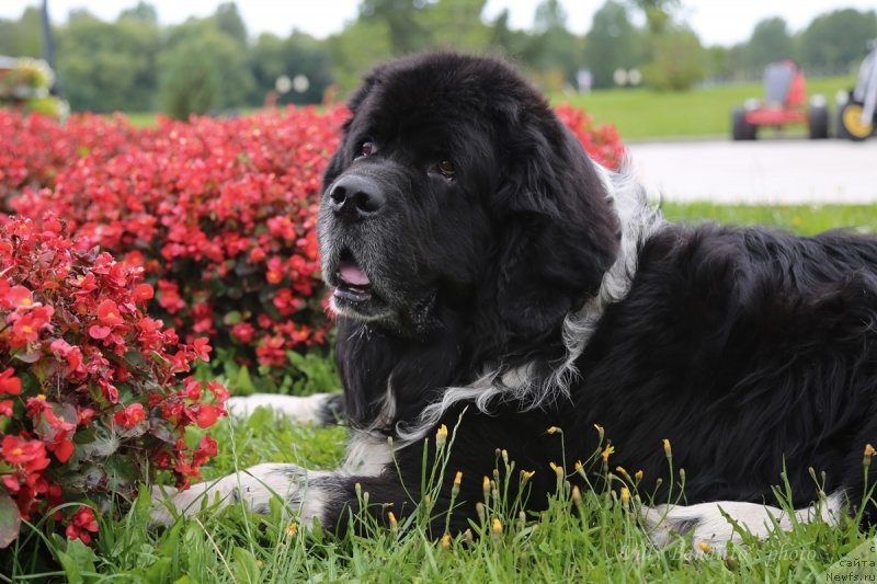 Фото: ньюфаундленд Старбимовлав Гардемарин
