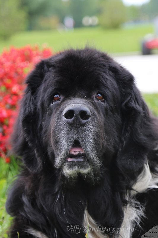 Фото: ньюфаундленд Старбимовлав Гардемарин