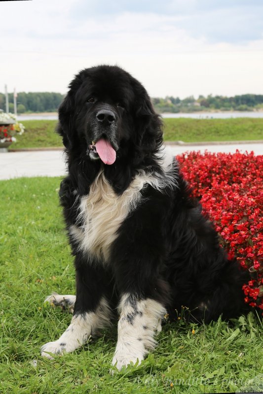 Фото: ньюфаундленд Старбимовлав Гардемарин
