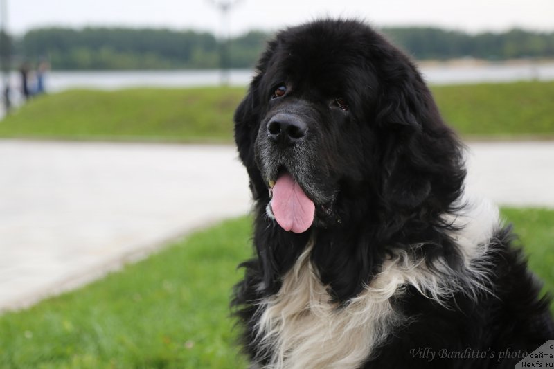 Фото: ньюфаундленд Старбимовлав Гардемарин