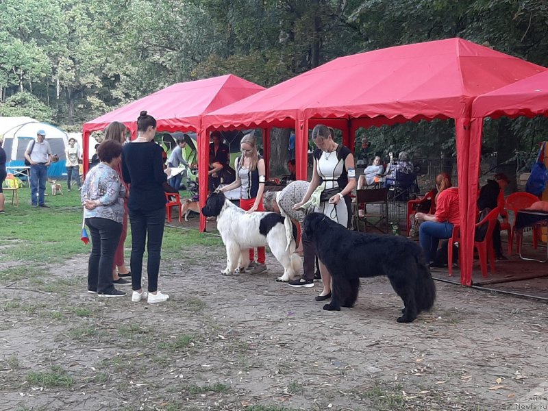 Фото: ньюфаундленд Риччи с Берега Дона (Richchi s Berega Dona), Анастасия Киреева