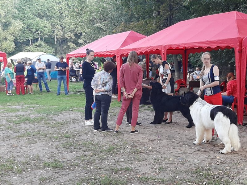 Фото: ньюфаундленд Риччи с Берега Дона (Richchi s Berega Dona), Анастасия Киреева