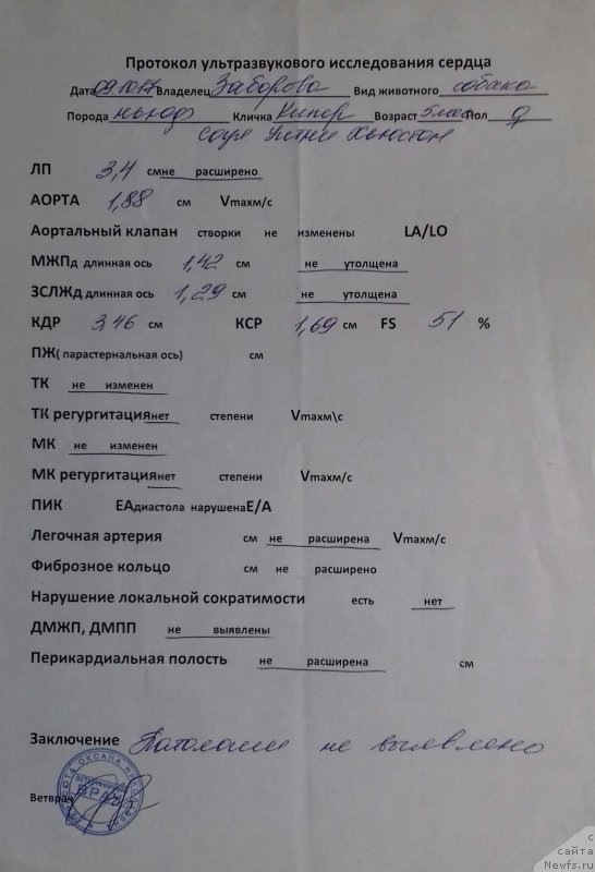 Фото: ньюфаундленд Кипер Соул Уитни Хьюстон