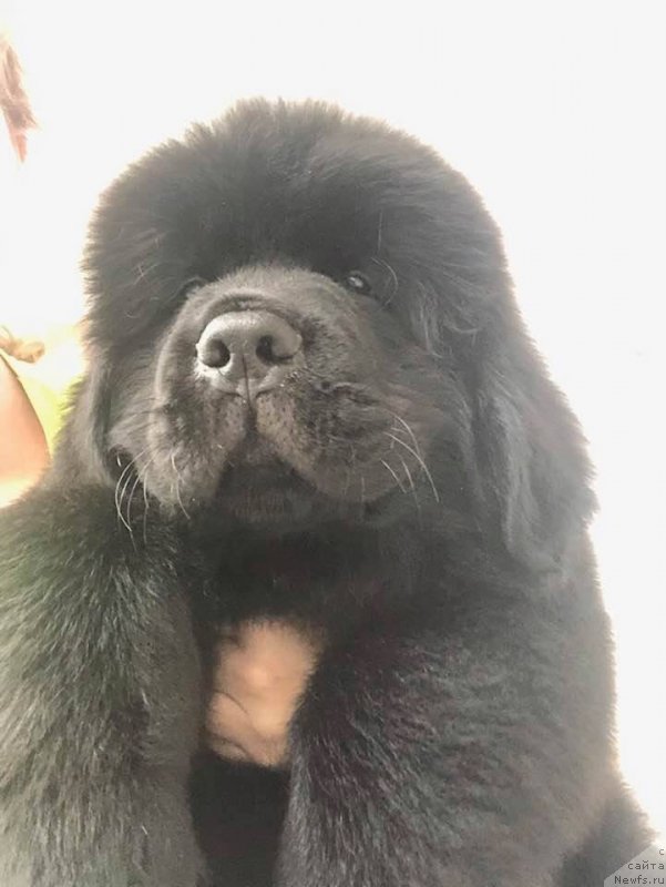 Фото: ньюфаундленд Raymond Best in Show