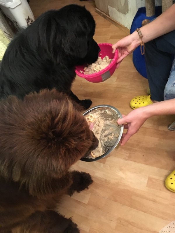 Фото: ньюфаундленд Браунблад МСК Абрамс-Стронг (Brownblood MSK Abrams-Strong), ньюфаундленд Черная Мафия Беауту Беуонд Сенсес (Chernaya Mafia Beauty Beyond Senses)