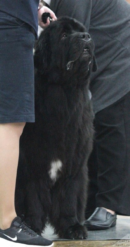 Фото: ньюфаундленд Белкондер-Клаб Ямайка Блю Маунтин (Belkonder-Club Jamaica Blue Mountin)