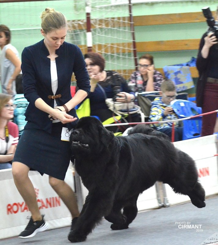 Фото: ньюфаундленд Белкондер-Клаб Ямайка Блю Маунтин (Belkonder-Club Jamaica Blue Mountin)