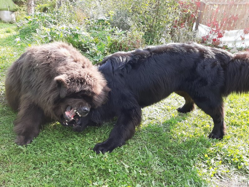 Фотография № 244677