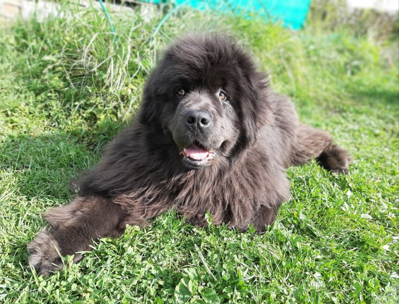 Фото: ньюфаундленд Мелти Вейв Марин Тифея (Melty Wave Marine Tifeya)