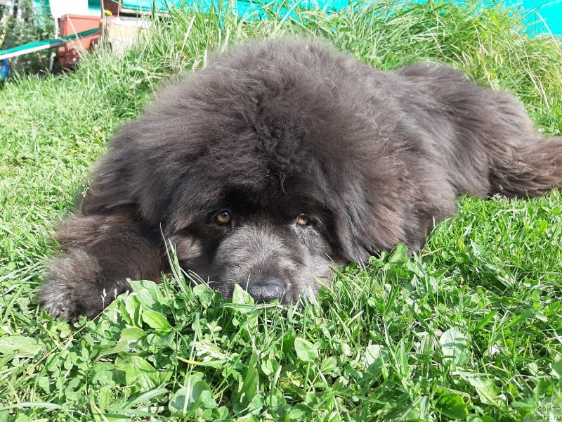 Фото: ньюфаундленд Мелти Вейв Марин Тифея (Melty Wave Marine Tifeya)