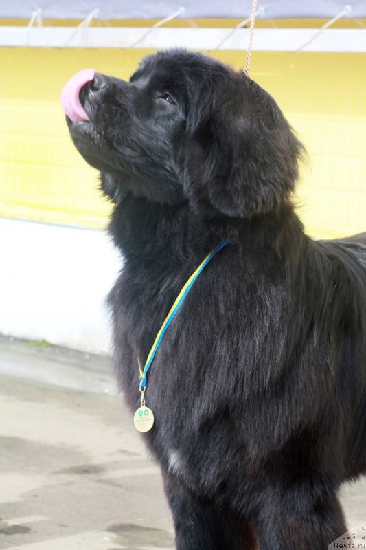 Фото: ньюфаундленд Velyke Malyatko Kupava v Ochereti