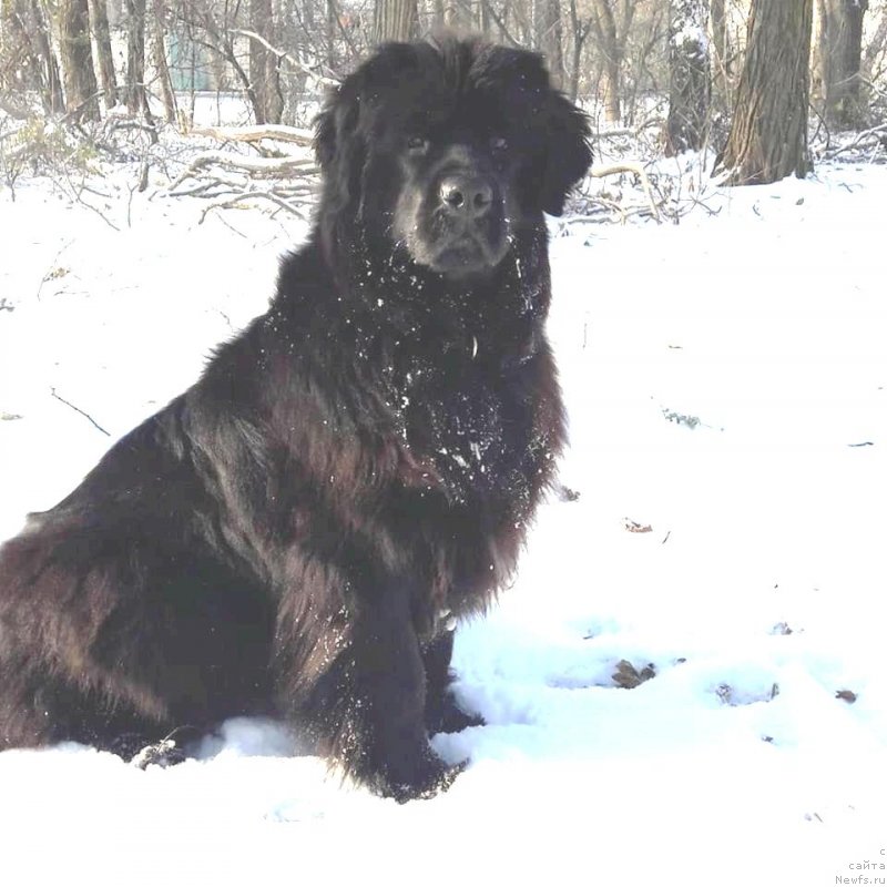 Фото: ньюфаундленд Velyke Malyatko Kupava v Ochereti