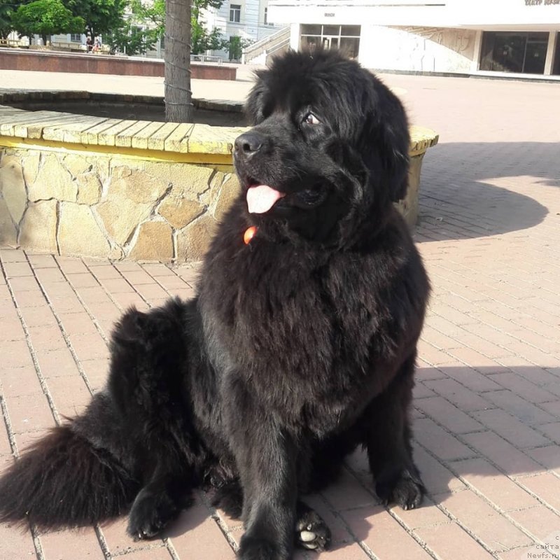 Фото: ньюфаундленд Velyke Malyatko Kupava v Ochereti
