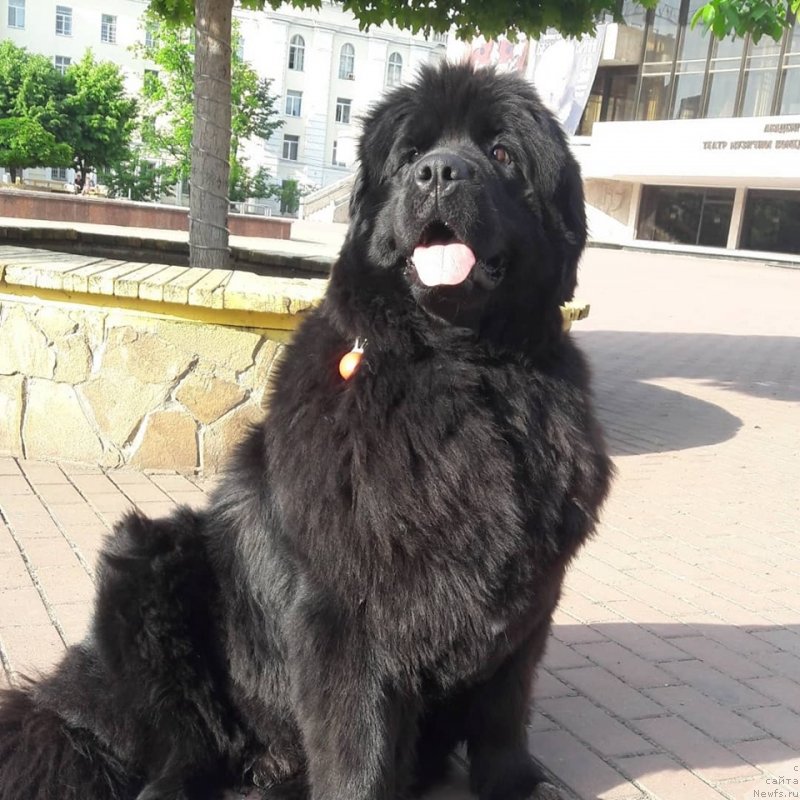 Фото: ньюфаундленд Velyke Malyatko Kupava v Ochereti