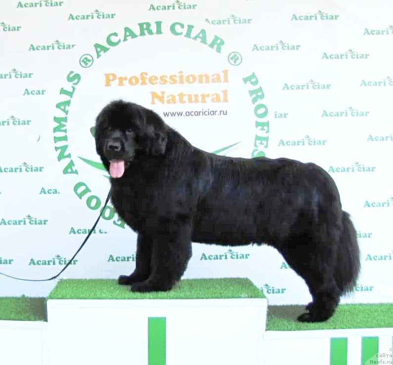 Фото: ньюфаундленд Velyke Malyatko Kupava v Ochereti