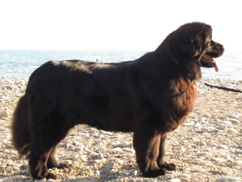 Фото: ньюфаундленд Velyke Malyatko Kupava v Ochereti