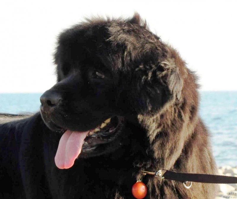 Фото: ньюфаундленд Velyke Malyatko Kupava v Ochereti