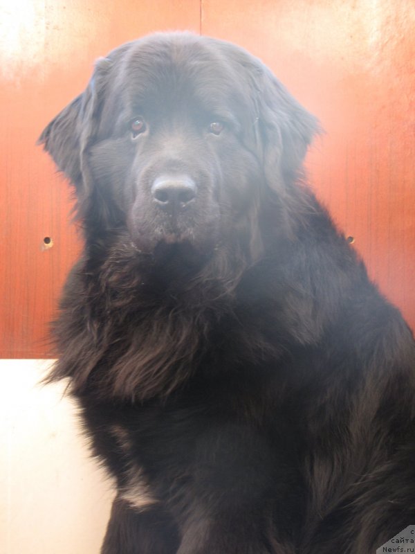 Фото: ньюфаундленд Супер Бизон Вилли Ванилли