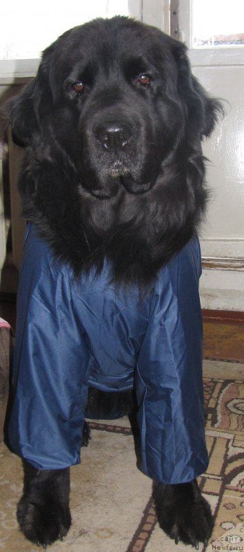 Фото: ньюфаундленд Супер Бизон Вилли Ванилли