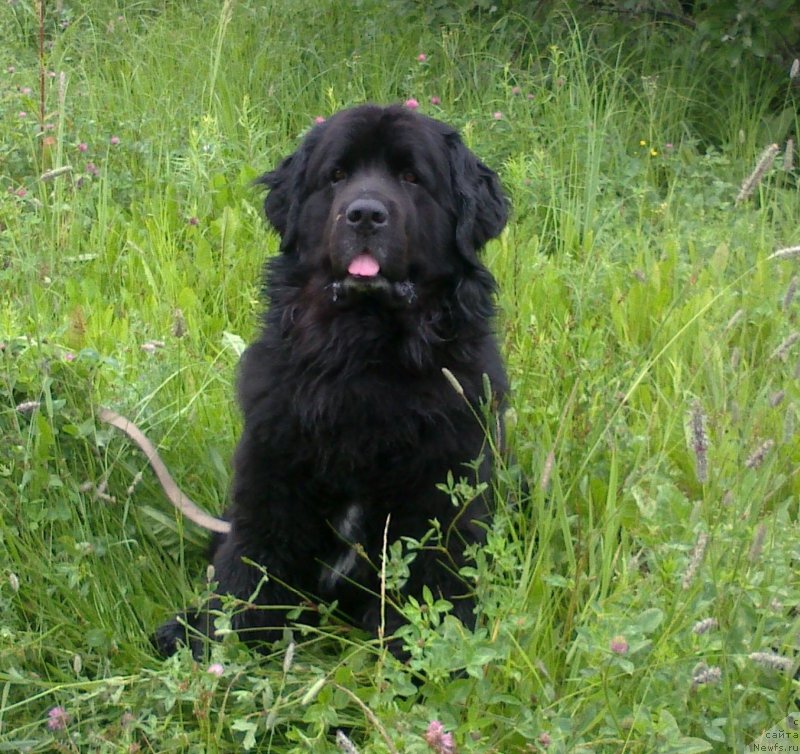 Фото: ньюфаундленд Супер Бизон Вилли Ванилли