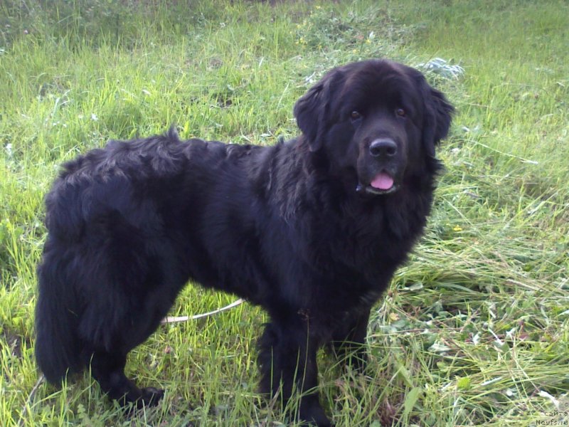 Фото: ньюфаундленд Супер Бизон Вилли Ванилли